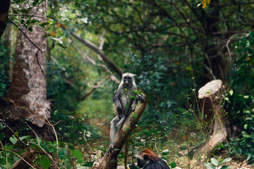 Monkey red colobus in dense tropical forest