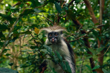 Portrait monkey red colobus in natural environment