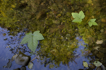green leaves floating in a multicolored stony creek pool of water