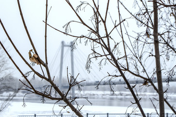 Dry branches of a bush