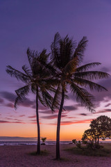 Obraz na płótnie Canvas Palm Tree in the Sunset