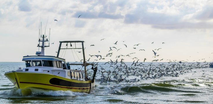 Retour de p&ecirc;che d'un chalutier.