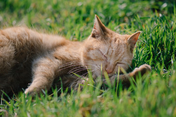 Naklejka na ściany i meble Sleeping cat. Cute cat relaxing in grass.