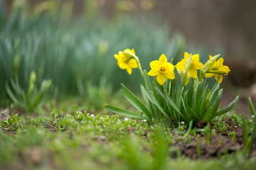 Gekiemde lentebloemen narcissen in de vroege lentetuin