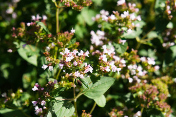 Origanum vulgare or wild marjoram or oregano green herb with purple flowers