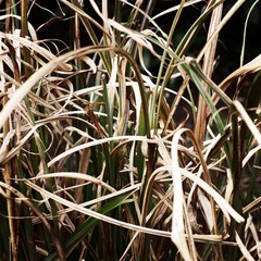 Spring garden growth