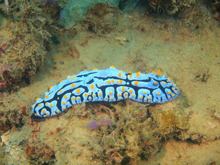 True sea slug