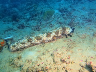 Fototapeta na wymiar Sea cucumber