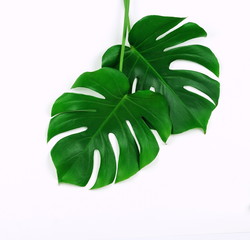 Naklejka na ściany i meble Tropical leaves Monstera on white background. Flat lay, top view