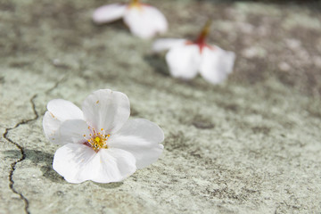 Fototapeta na wymiar コンクリートの上に落ちた桜の花