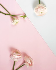 Pink ranunculus flowers on white pale pink background. Top view/ Copy space