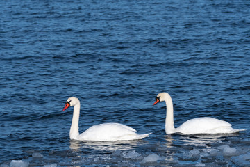 Mute Swan Couple in cold water