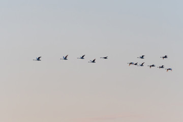 Flying White Swans Formation