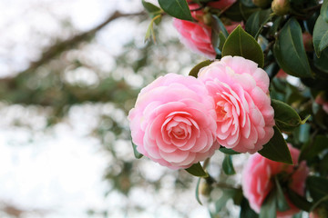 ピンクの椿
