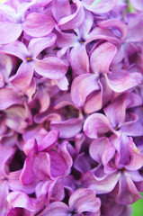 Syringa vulgaris or lilac purple flowers close up background