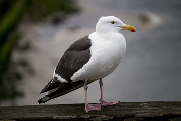 Seagull Side View At The Beach