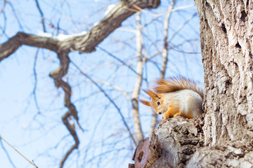 Live squirrel sits on a tree branch in a winter forest against a sky background