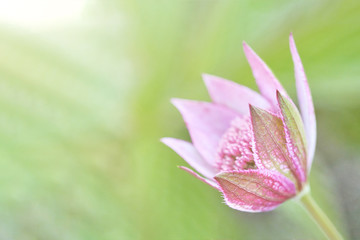wild flower Beautiful