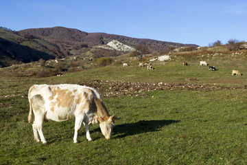 Fototapeta na wymiar cows grazing in the mountains
