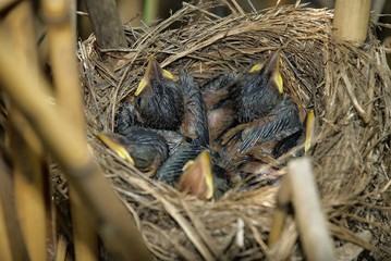 small chicks in the nest