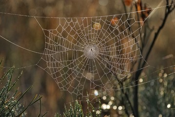 cobwebs on the grass in the autumn