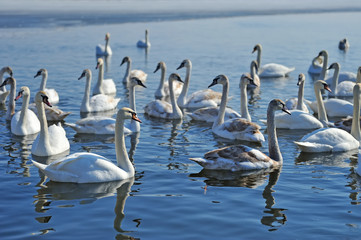 Group of white swans swimming in water