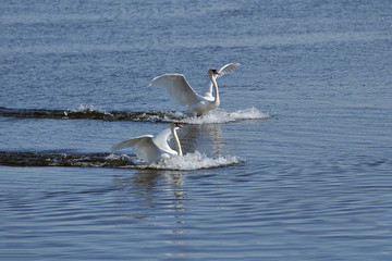 Fototapeta na wymiar Swans taking flight on lake