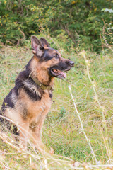 German shepherd dog in sunny autumn