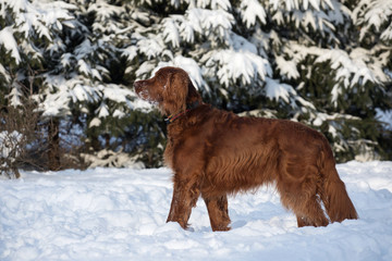 Cute dog setter in the snow
