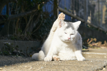 Outdoor cat