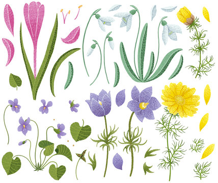 Spring wildflower collection pencil illustration, isolated on white with working path