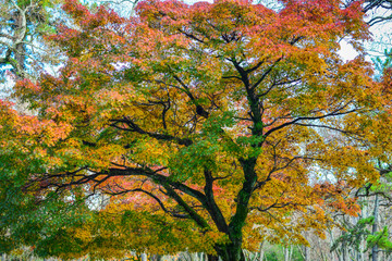 Autumn scenery in Nara, Japan