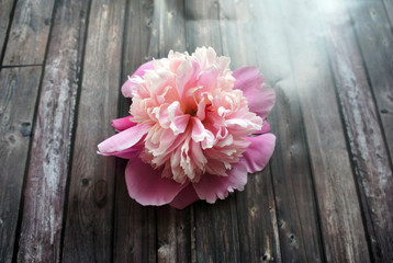Pink peony on a dark wooden background, close up, springtime