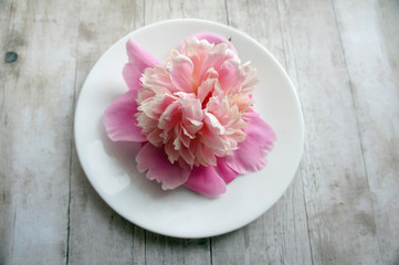 Pink peony on the white plate on a wooden background, close up, springtime
