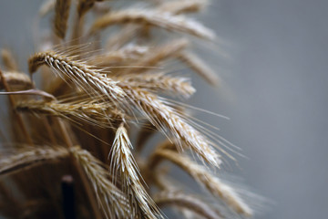 yellow wheat ears on a dark gray background