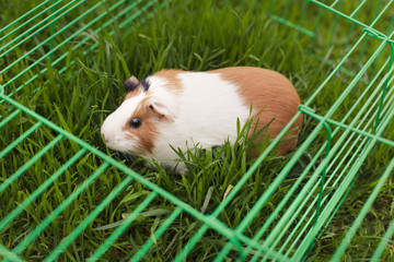 Fototapeta premium Funny guinea pig eating grass in the garden outdoors