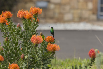 Orange Pinchusion protea in bloom, ( Leucospermum ), with Malachite bird standing on a bloom head, looking to the left.  South Africa