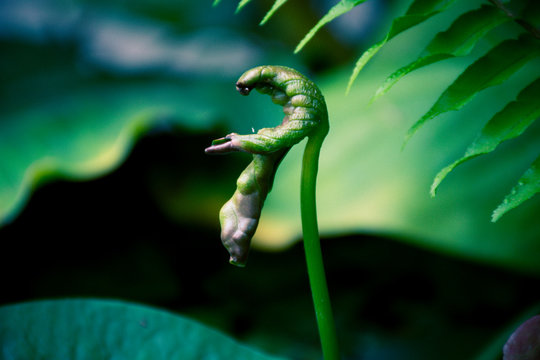 nature