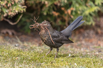 amsel