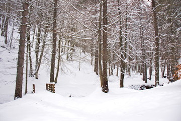 Snowy beech and pine forest in late winter, Sila National Park, Calabria, southern Italy