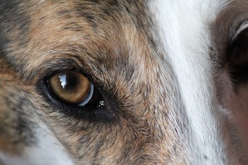 beautiful brown eyes of a galgo