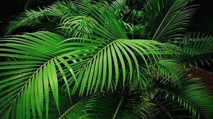 Fototapeta premium Green leaf nature background