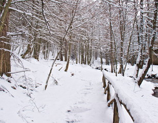 Snowy beech and pine forest in late winter, Sila National Park, Calabria, southern Italy