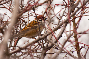 Field sparrow Spizella pusilla