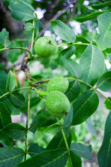 Green walnut growing on a tree close up