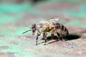 Bees working the carpathian breed close-up