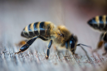 Bees working the carpathian breed close-up