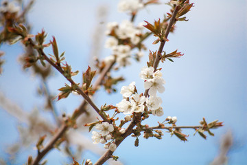 Cherry plum tree bloom. Branch of a leaf plum