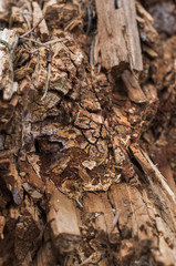 Damage wood surface by termite with space for write wording, cause of infection disease