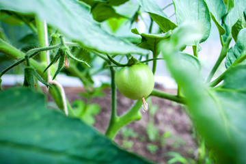 green tomato on white background